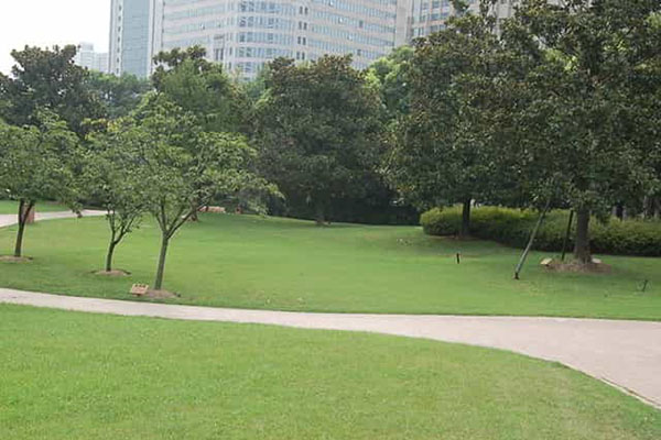 綠化養(yǎng)護(hù)如何成功移植植物？
